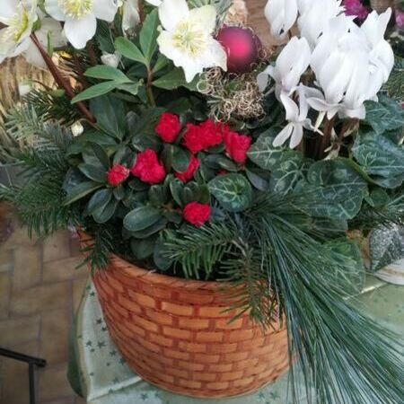 Bepflanzungen für Gärten, Terrassen und Innenräume