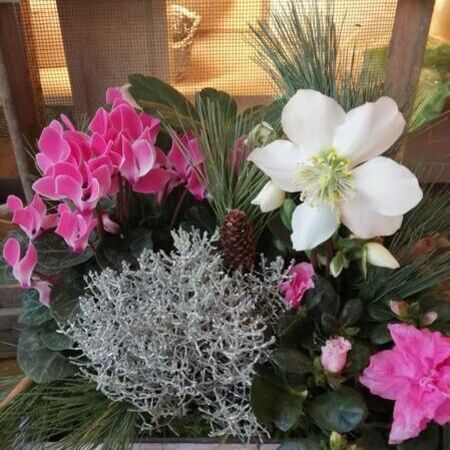 Rosa und weiße Blumen zusammen in einem Topf.