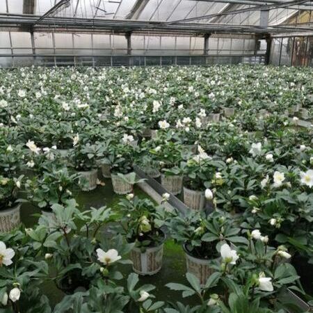 Mehrere weiße Blumen in einem Gewächshaus.