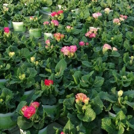 Nahaufnahme rosa Blumen in der Gärtnerei.