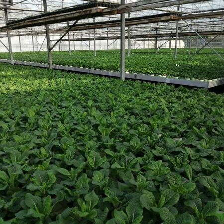 Mehrere Pflanzen in einem Gewächshaus.