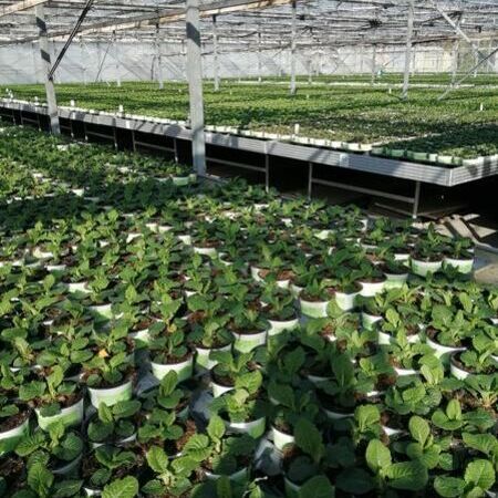 Mehrere Kleetöpfe ausgestellt in einem Gewächshaus.