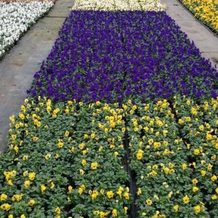 Ausgestellte Pflanzen in einer Gärtnerei.