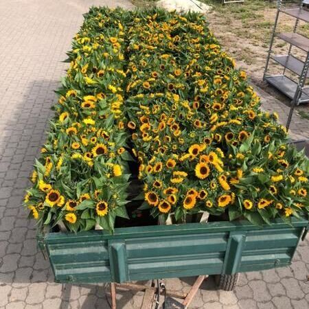 Ein Anhänger mit vielen Sonnenblumen.