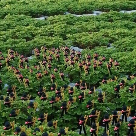 Mehrere Kleetöpfe ausgestellt.