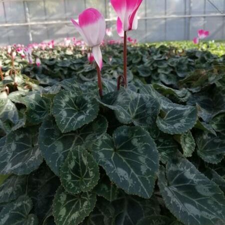 Blume mit rosa Blüte in der Nahaufnahme.