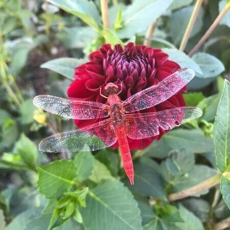 Eine Libelle auf einer roten Blüte.