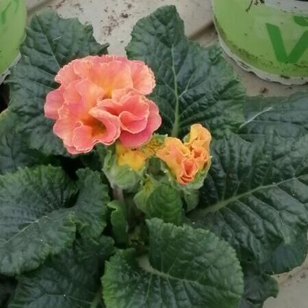 Nahaufnahme einer rosa orangen Blume.